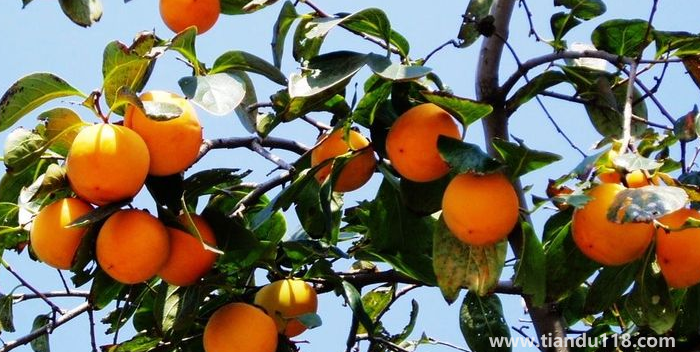 湖南邵陽這四種特產(chǎn)，遠(yuǎn)近聞名，看看你吃過哪幾種？