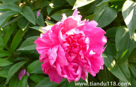 芍藥花花骨朵很多但不開花2