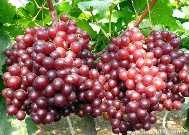 句容有哪些特產（句容特產排行榜）