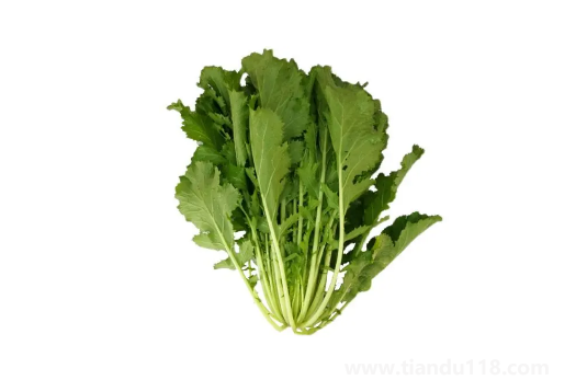 雪里蕻的功效與作用(雪里蕻的常見吃法)(圖2) 雪里蕻的功效與作用2