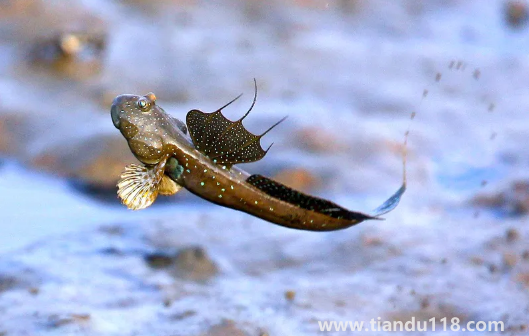 跳跳魚(yú)的功效與作用（跳跳魚(yú)的食用禁忌）