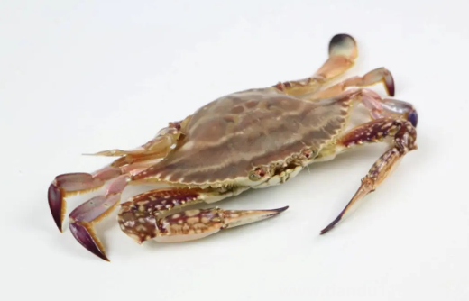 梭子蟹買(mǎi)回來(lái)沒(méi)多久就死了可以吃嗎3