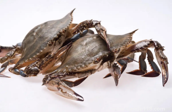 梭子蟹什么樣的肉多（梭子蟹多少錢(qián)一只）