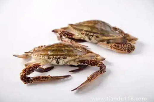 梭子蟹什么樣的肉多3