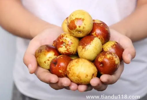 冬棗一次最多吃多少顆2