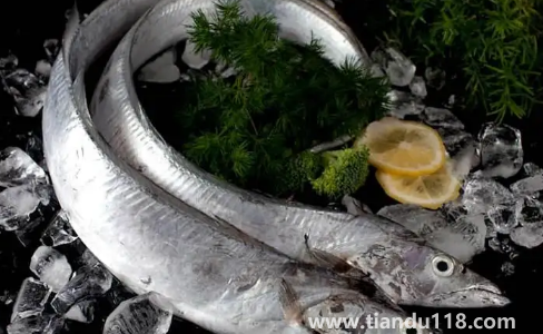 6000元一斤的長江刀魚真的存在嗎(為什么刀魚價格那么貴)(圖3) 6000元一斤的長江刀魚真的存在嗎3