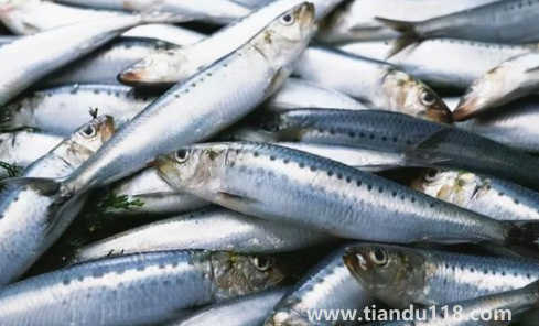 6000元一斤的長(zhǎng)江刀魚真的存在嗎（為什么刀魚價(jià)格那么貴）