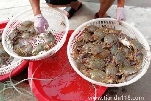 梭子蟹在運輸過程中死了還能吃嗎(梭子蟹怎么保存)(圖2) 梭子蟹在運輸過程中死了還能吃嗎2