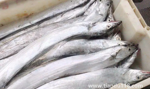 刀魚長什么樣子圖片(刀魚是保護(hù)動物嗎)(圖2) 刀魚長什么樣子圖片2