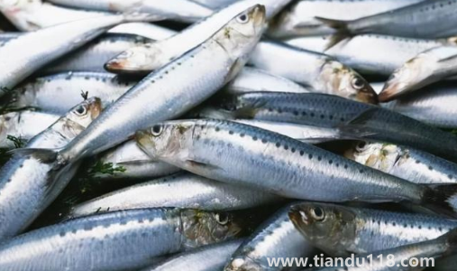 刀魚長什么樣子圖片(刀魚是保護(hù)動物嗎)(圖3) 刀魚長什么樣子圖片3