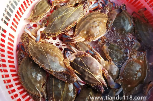 坐飛機(jī)可以帶梭子蟹嗎3