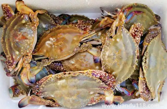 吃了死梭子蟹怎么辦（怎么看梭子蟹死沒死）