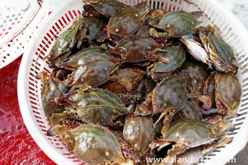 梭子蟹二母蟹會變成母蟹嗎(吃梭子蟹的注意事項(xiàng))(圖2) 梭子蟹二母蟹會變成母蟹嗎2