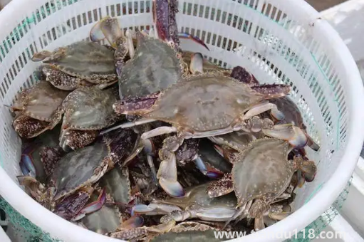 梭子蟹二母蟹會變成母蟹嗎（吃梭子蟹的注意事項）