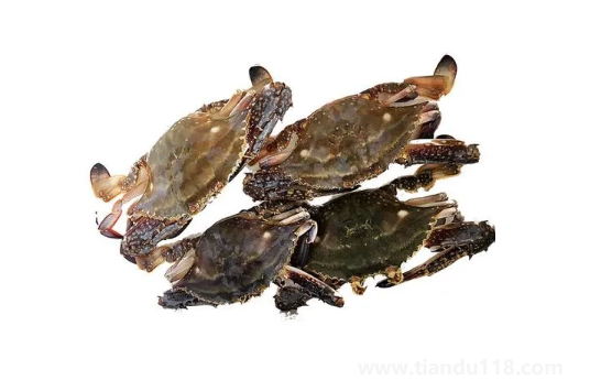 梭子蟹為什么有柴油味(梭子蟹什么時候最肥最好吃)(圖2) 梭子蟹為什么有柴油味2