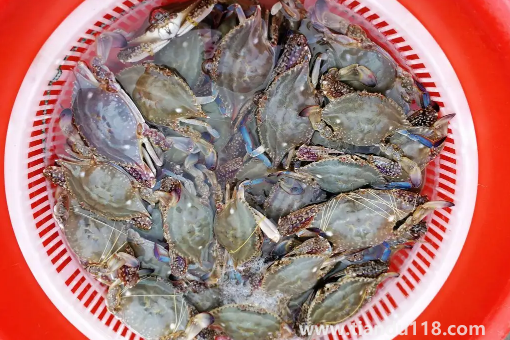 昨天買的梭子蟹今天不動(dòng)了能吃嗎2