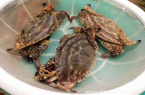 梭子蟹蟹黃在外面正常嗎2