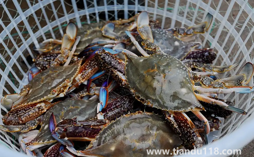 梭子蟹什么顏色是肥的2