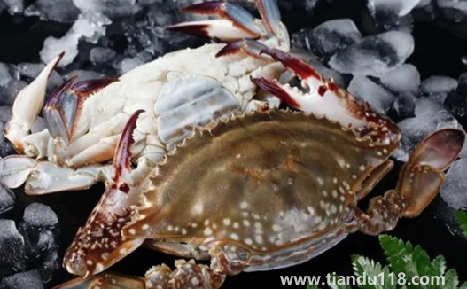 梭子蟹為什么沒有蟹黃3