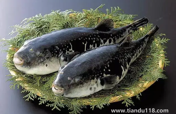 河豚哪里有毒最多最強(qiáng)（河豚有毒為什么還吃）