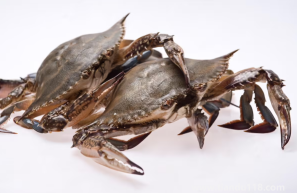 網(wǎng)購梭子蟹品質(zhì)有保證嗎3