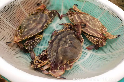 網上買梭子蟹為什么都是冷凍的（梭子蟹怎么保存較好）
