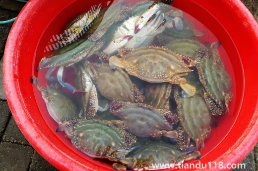 梭子蟹殺好后放到下午吃可不可以3