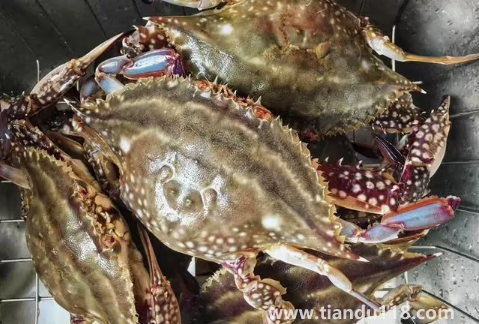 梭子蟹殺好了放冰箱明天燒可以嗎3