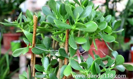 家里養(yǎng)玉樹對身體好嗎3