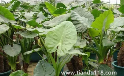 家里養(yǎng)滴水觀音吉祥嗎(家里養(yǎng)滴水觀音有什么作用)(圖1) 家里養(yǎng)滴水觀音吉祥嗎1