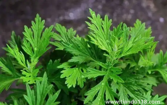 野艾蒿的功效與作用1