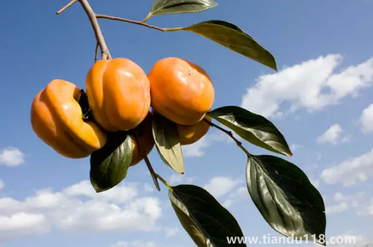 柿子和螃蟹間隔兩小時可以吃嗎2