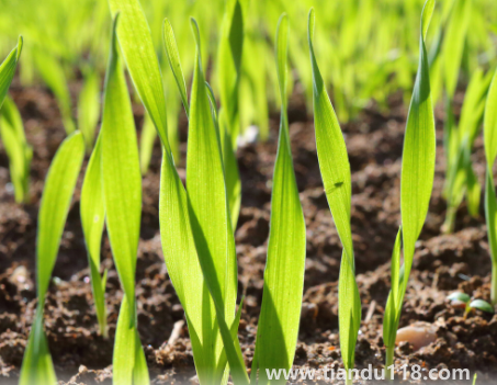 小麥是霜降之前種還是之后(霜降種麥的相關說法有哪些)(圖1) 小麥是霜降之前種還是之后1