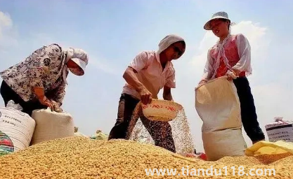 小麥是霜降之前種還是之后(霜降種麥的相關說法有哪些)(圖2) 小麥是霜降之前種還是之后2