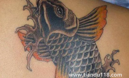 鯉魚(yú)可以隨便紋嗎2