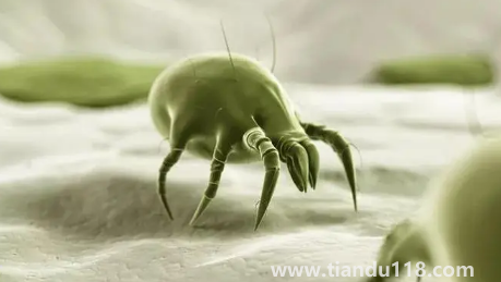 吹風(fēng)機(jī)能殺死螨蟲嗎3