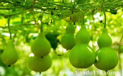 葫蘆是不是不能掛一對(duì)(家里最多掛幾個(gè)葫蘆)(圖3) 葫蘆是不是不能掛一對(duì) 3