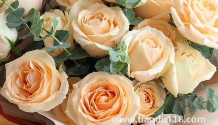 網(wǎng)上買的鮮花回來怎么泡好2