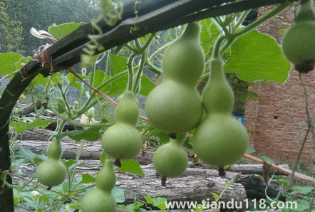 屬豬的能帶葫蘆嗎(家里最多掛幾個葫蘆)(圖3) 屬豬的能帶葫蘆嗎3