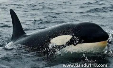 虎鯨的壽命有多長2