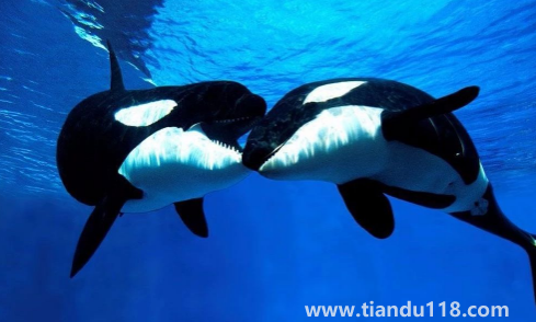 虎鯨為什么對人類友好最科學(xué)最權(quán)威解釋（人一般掉進(jìn)海里虎鯨會救嗎）