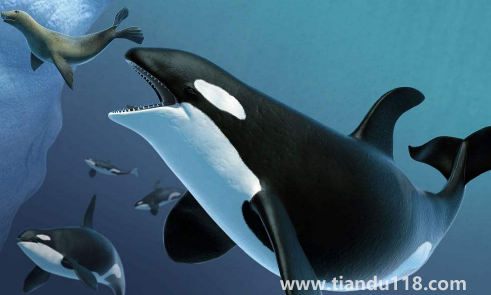 虎鯨為什么對人類友好最科學(xué)最權(quán)威解釋(人一般掉進(jìn)海里虎鯨會救嗎)(圖2) 虎鯨為什么對人類友好最科學(xué)最權(quán)威解釋2