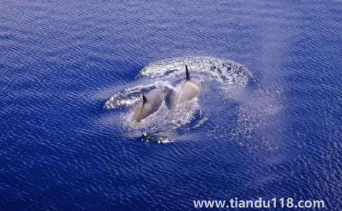 大白鯊真的打不過(guò)虎鯨嗎(虎鯊和虎鯨誰(shuí)厲害)(圖3) 大白鯊真的打不過(guò)虎鯨嗎3