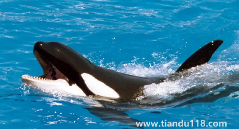 大白鯊真的打不過(guò)虎鯨嗎(虎鯊和虎鯨誰(shuí)厲害)(圖2) 大白鯊真的打不過(guò)虎鯨嗎2