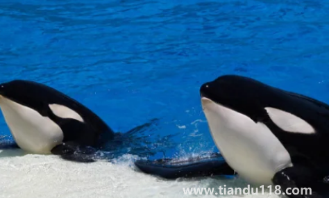 虎鯨說(shuō)臟話(huà)是真是假3