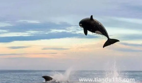 虎鯨會(huì)覺(jué)得人類可愛嗎(虎鯨為什么這么喜歡人類)(圖2) 虎鯨會(huì)覺(jué)得人類可愛嗎2