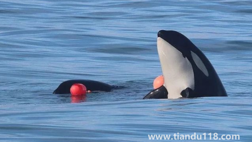 虎鯨受傷了向人類求助會怎么樣（虎鯨能打過大白鯊嗎）