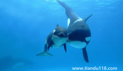 虎鯨受傷了向人類求助會(huì)怎么樣(虎鯨能打過(guò)大白鯊嗎)(圖3) 虎鯨受傷了向人類求助會(huì)怎么樣3