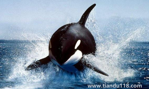 虎鯨受傷了向人類求助會(huì)怎么樣(虎鯨能打過(guò)大白鯊嗎)(圖2) 虎鯨受傷了向人類求助會(huì)怎么樣2