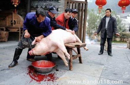 2023年臘月初一殺豬好不好2